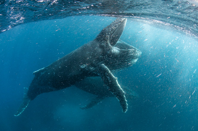 imagen de documental de naturaleza de Netflix