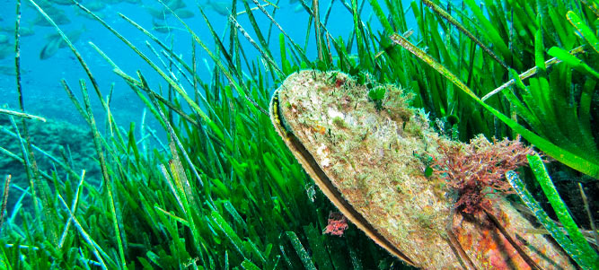 fotografía del fondo marino de Formentera