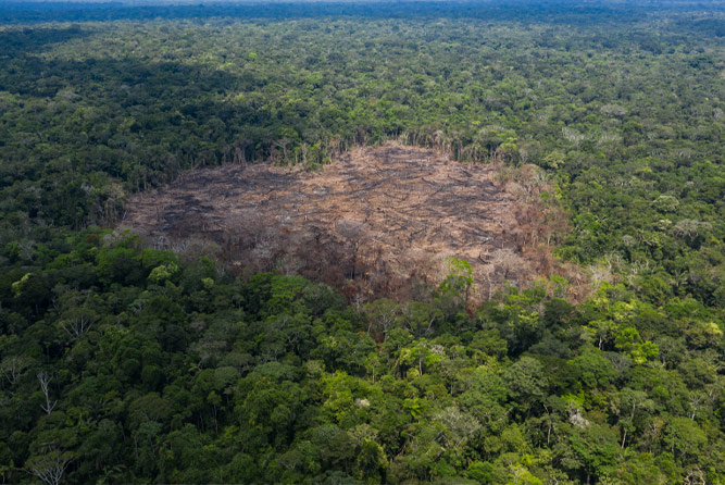 Amazonias. El futuro ancestral Amazonias. El futuro ancestral
